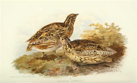 birds-00116 - Quail [3694x2240] | Birds, Quail, Painting