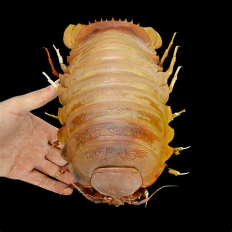 Uncommon Deep-Sea Giant Isopod - world's largest Isopod - - Catawiki