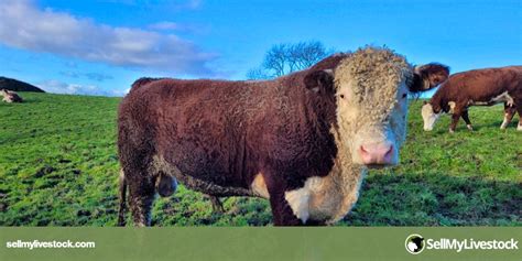 1 Pedigree Hereford Breeding Bull | SellMyLivestock - The Online Livestock Marketplace