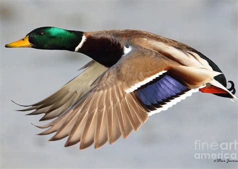 Duck Photography, Nature Photography, Duck Pictures, Animal Pictures ...