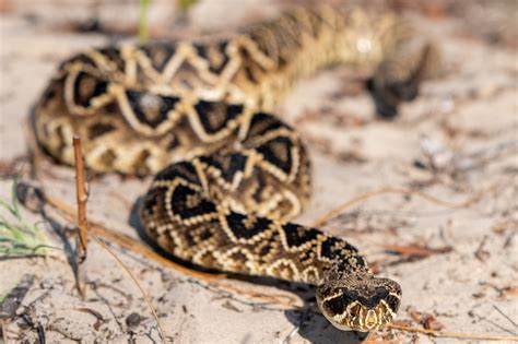 Eastern Diamond-backed Rattlesnake | South Carolina Partners in Amphibian and Reptile Conservation