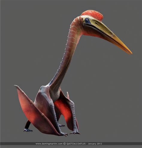 Quetzalcoatlus, one of the largest avian reptiles on the face of the earth. (Damir G. Martin ...