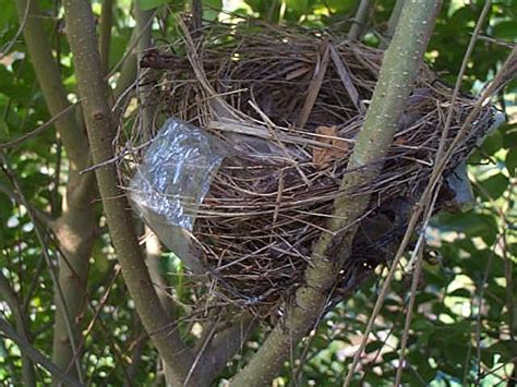 Indigo Bunting nest | Nests and eggs | Pinterest