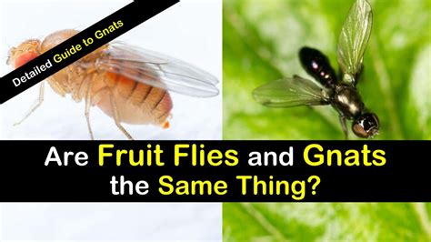 4+ Ways Fruit Flies Differ from Gnats & How to Get Rid of Them All