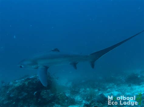 Thresher Shark Diving, Malapascua, Cebu, Philippines