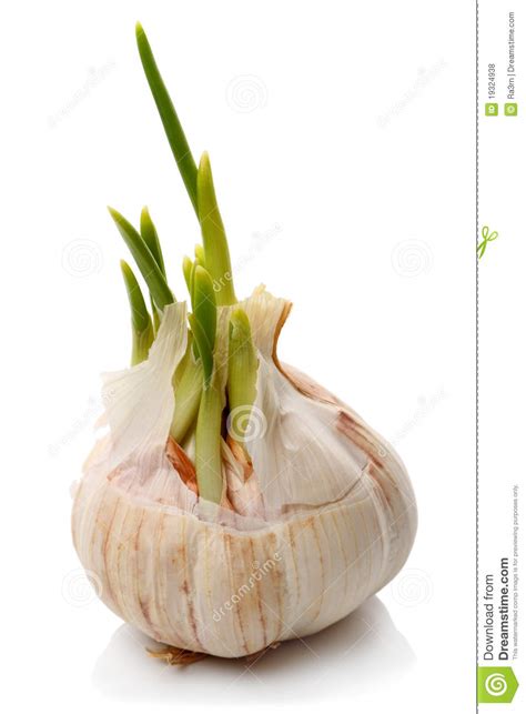 Sprouting Garlic Clove Royalty Free Stock Photos - Image: 19324938