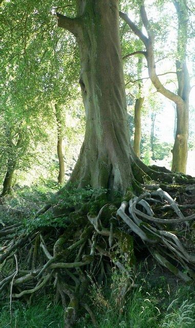 Exposed tree roots, River Wharfe, Barden... © Rich Tea cc-by-sa/2.0 ...