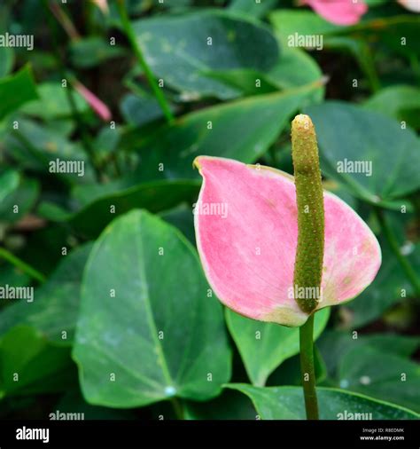 spadix flower in rain forest Stock Photo - Alamy