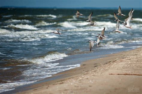 Black Sea twice as polluted by marine litter as Mediterranean Sea – EU project's survey | UNIAN