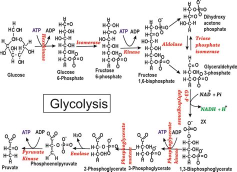 Glycolysis - Study Solutions