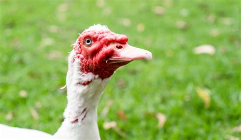 Muscovy Duck Breed Profile - Farmhouse Guide