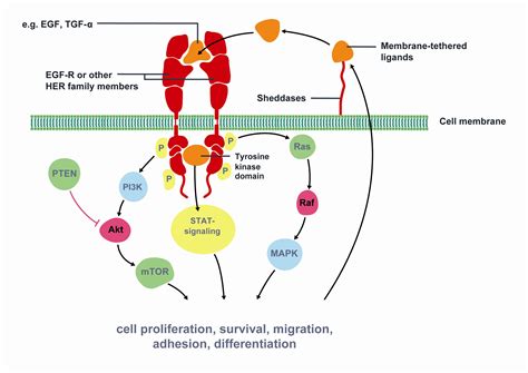 Targeted therapies in lung cancer and Biomarkers