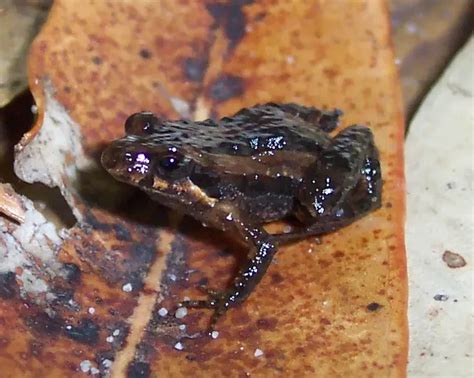 Wallum froglet - Facts, Diet, Habitat & Pictures on Animalia.bio