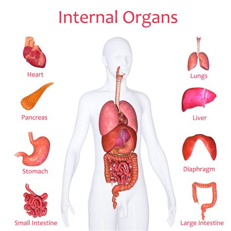 Yes, You DO Have Internal Organ Involvement, But… – Scleroderma Education Project