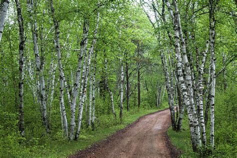 Birch Tree Forest Path #1 Photograph by Patti Deters - Fine Art America