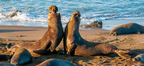 Northern Elephant Seal | The Marine Mammal Center