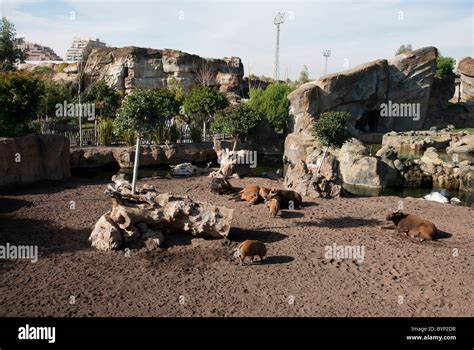 Bioparc Valencia spain Stock Photo - Alamy