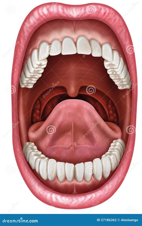 Anatomy Mouth Stock Photography - Image: 27186362