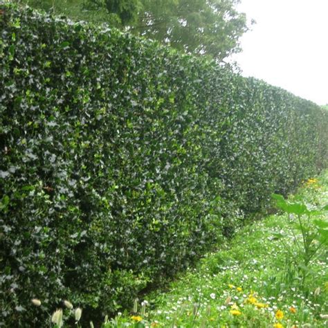 Bay Laurel hedge (Laurus Nobilis) | Plants, Laurel hedge, Backyard ...