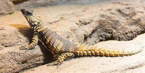 Armadillo Lizard: What To Know About This Tiny Pet Dragon - Everything ...