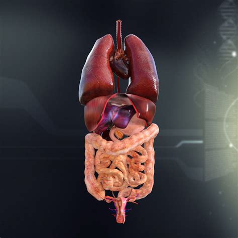 Human Female Internal Organs Anatomy 3D model | CGTrader