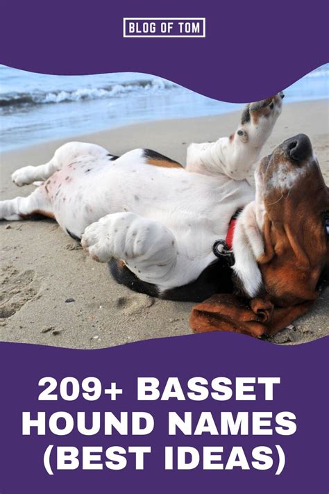 209 basset hound names best ideas – Artofit