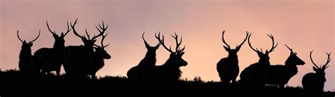 Ness Publishing: Picturing Scotland series: Scotland's Wildlife