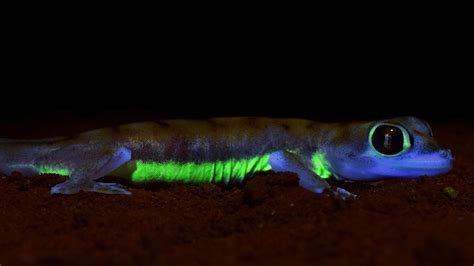 Moonlight makes desert geckos glow neon green | Live Science