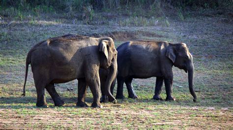 Periyar-tigre-reserve-thekkady-kerala-india-wild wild-elephant - in-forestt | The Indian Journeys