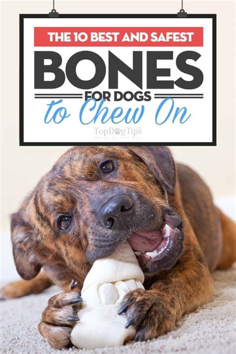 5 Best Bones for Dogs to Chew in 2022