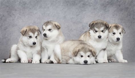 300+ of the Best Alaskan Dog Names You Should Consider - K9 Web