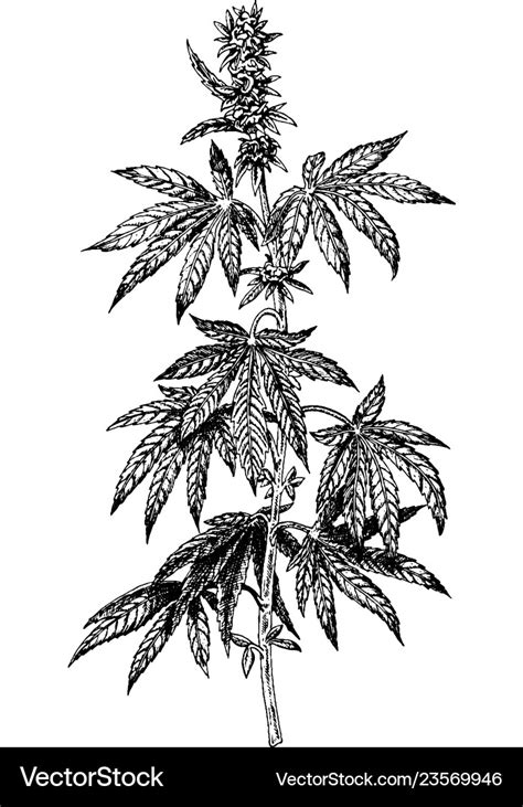 Cannabis Plant Drawing