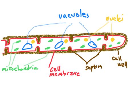 Chapter 5: Cellular Structure in Inanimate Life – Inanimate Life