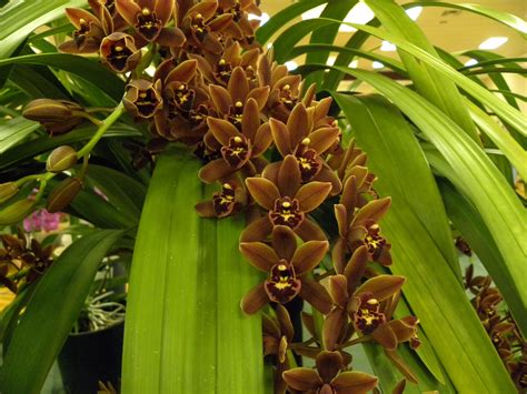 green & brown ~ orchids | Orchid | Pinterest | Brown flowers, Orchids ...