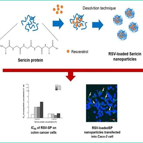 (PDF) Pharmaceutical applications of silk sericin