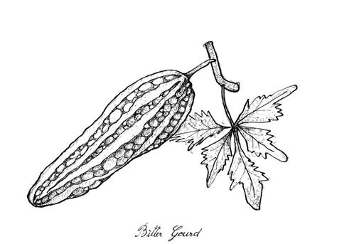 Bitter Gourd Clipart Black And White School