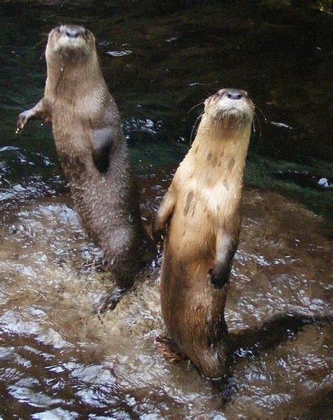 Otters at Chattanooga Aquarium