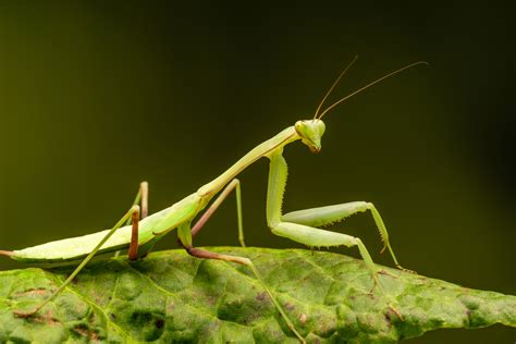 15 Praying Mantis Species to Keep as Pets (Ranked By Difficulty)