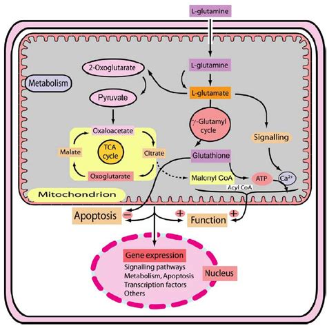 Molecular mechanisms by which glutamine or glutamine metabolism may... | Download Scientific Diagram