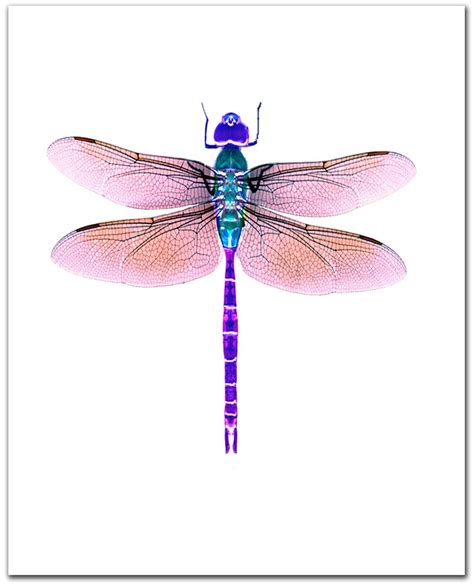 Dragonfly art Giclee print. 8 x 10. violet. by ShirleyBell