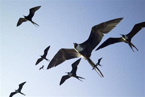 Frigate Birds In Flight Photograph by Peter Scoones - Fine Art America