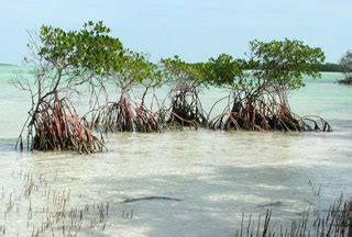 Mangrove Species Profiles – South Florida Aquatic Environments