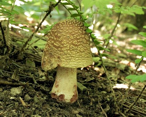 Amanita rubescens: The Ultimate Mushroom Guide