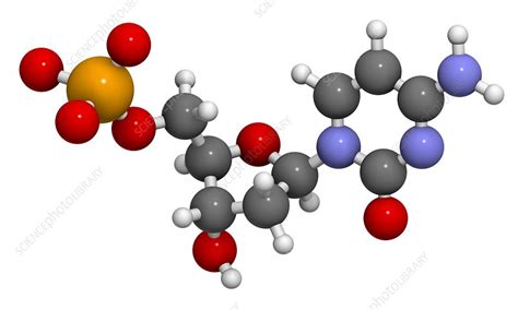 Deoxycytidine monophosphate molecule - Stock Image - F010/6807 - Science Photo Library