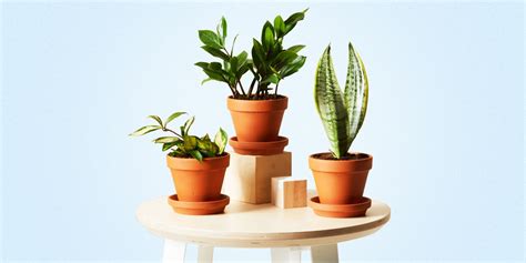 Office Cubicle Plants