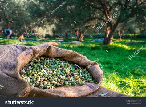 12,180 Olive Oil Production Images, Stock Photos & Vectors | Shutterstock