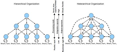 Hierarchical and heterarchical organizations. A heterarchy differs from... | Download Scientific ...