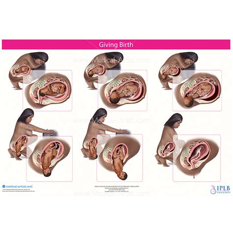 Stages Of Birth Diagram