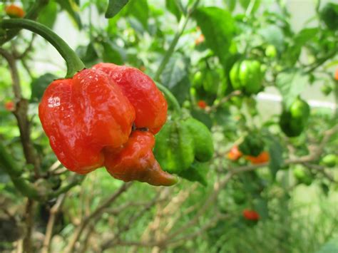 Trinidad Scorpion Butch T - Fire Dragon Chillies for Hot Sauces, Chilli Salts and Seeds