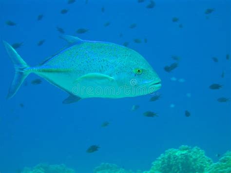 Blue fin Jack fish stock photo. Image of bahamas, diving - 6480338